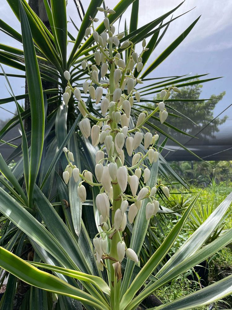 yucca-elephantipes-variegata-spineless-yucca