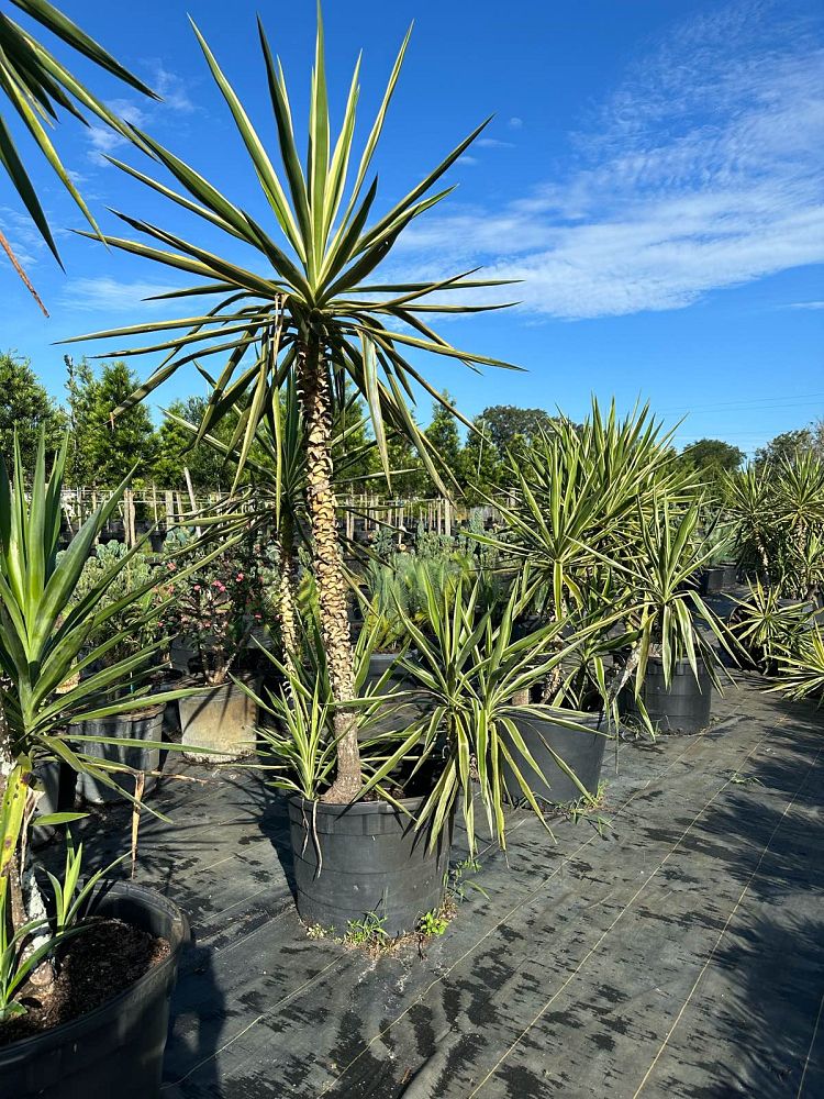 yucca-elephantipes-variegata-spineless-yucca