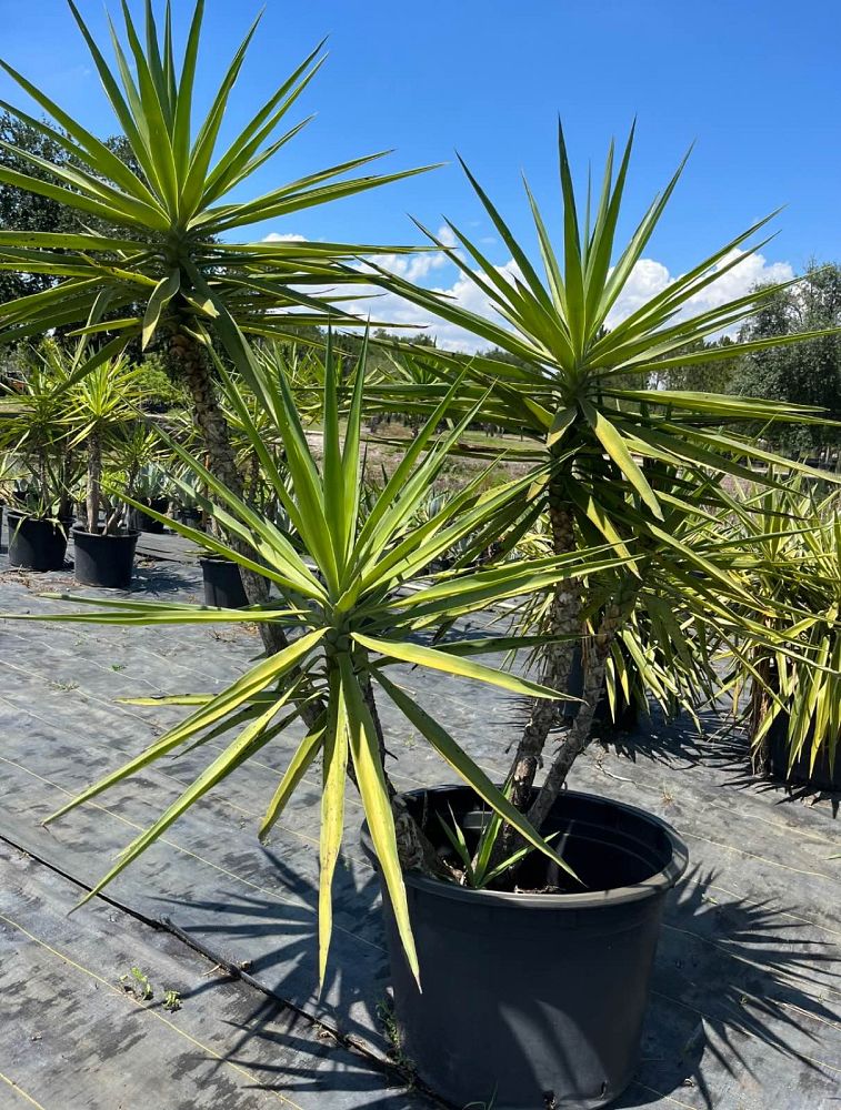 yucca-elephantipes-variegata-spineless-yucca