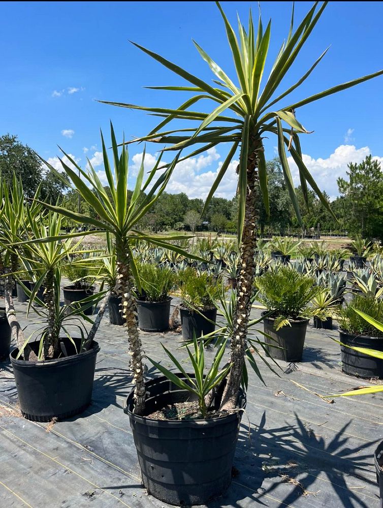 yucca-elephantipes-variegata-spineless-yucca