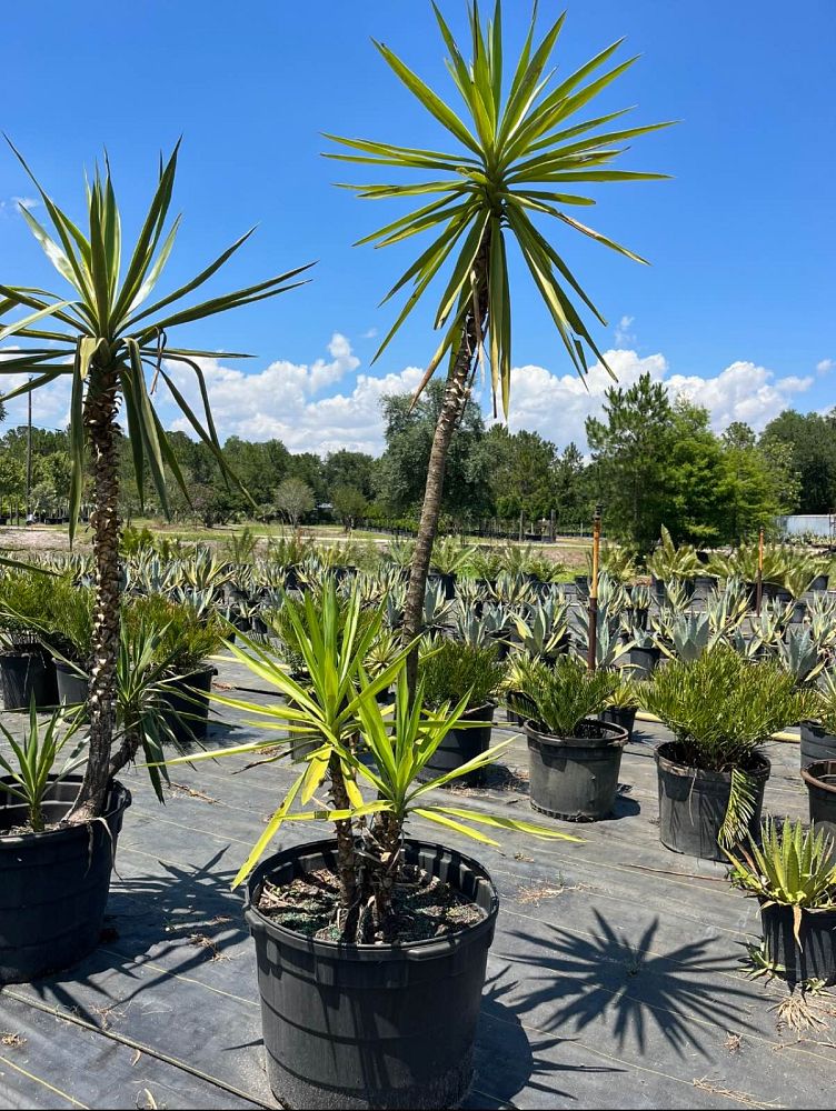 yucca-elephantipes-variegata-spineless-yucca