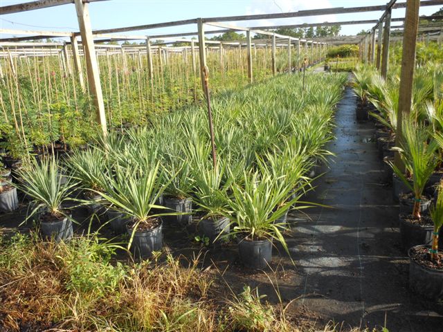 yucca-filamentosa-adam-s-needle