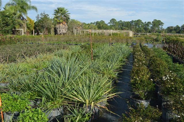 yucca-filamentosa-adam-s-needle