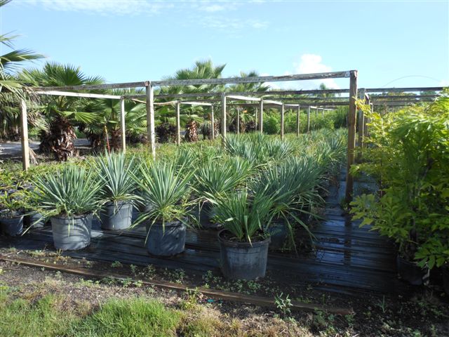 yucca-filamentosa-adam-s-needle