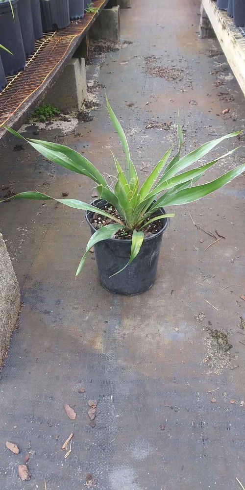 yucca-filamentosa-adam-s-needle