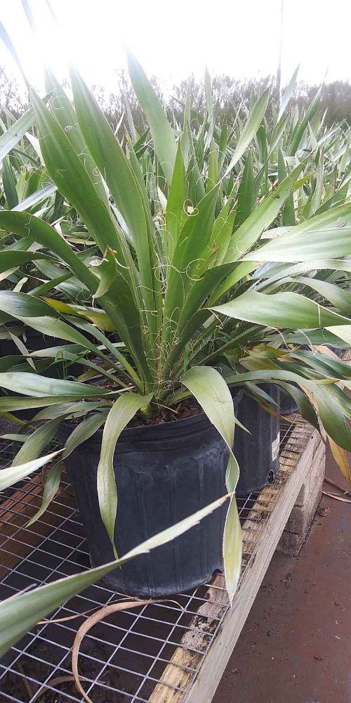 yucca-filamentosa-adam-s-needle