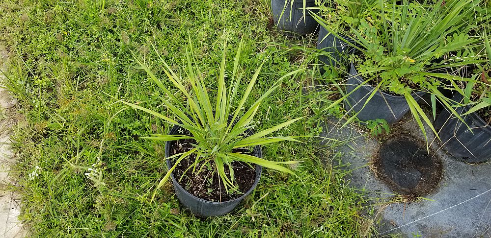 yucca-filamentosa-adam-s-needle