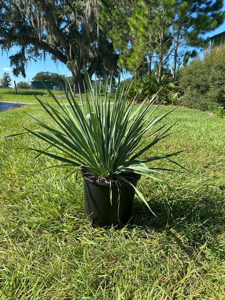 yucca-filamentosa-adam-s-needle