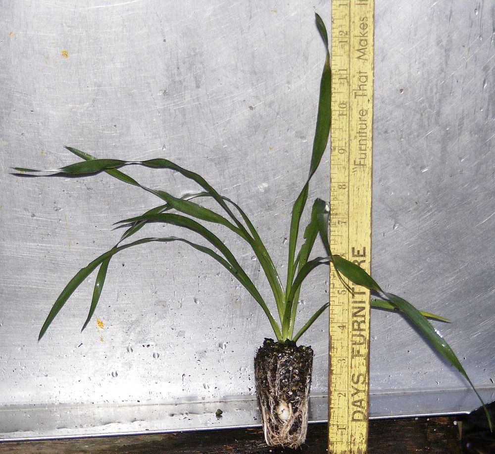 yucca-filamentosa-adam-s-needle
