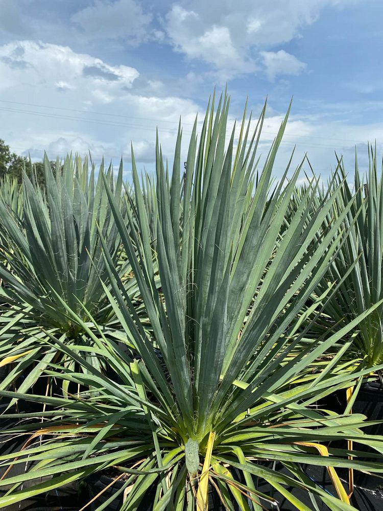 yucca-filamentosa-adam-s-needle