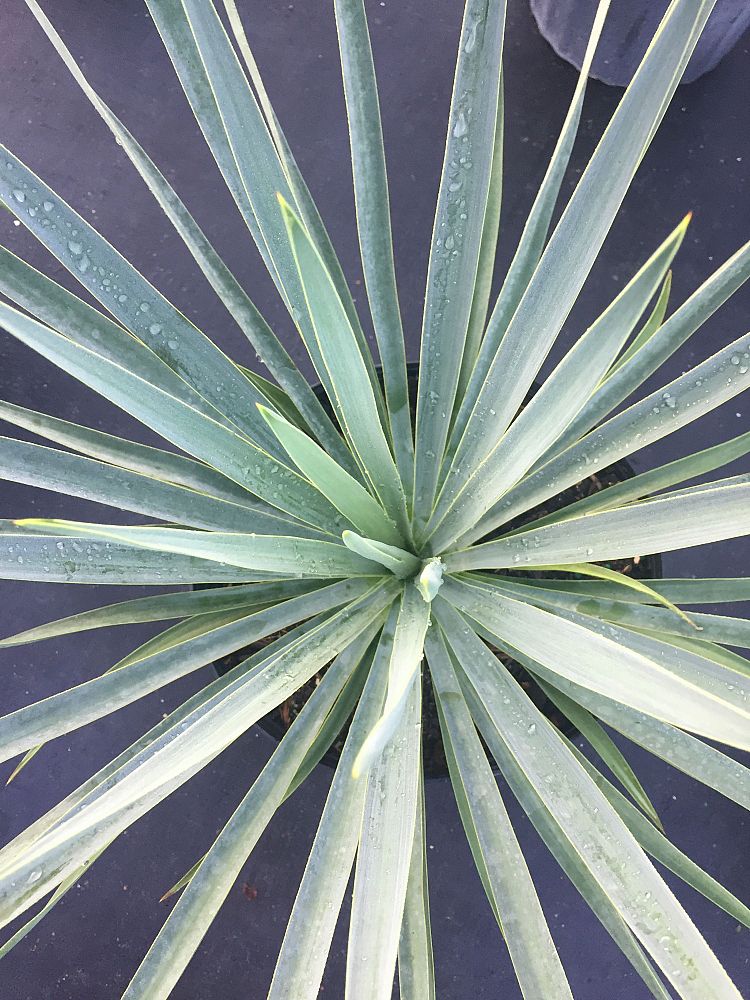 yucca-filamentosa-blue-sentry-adam-s-needle