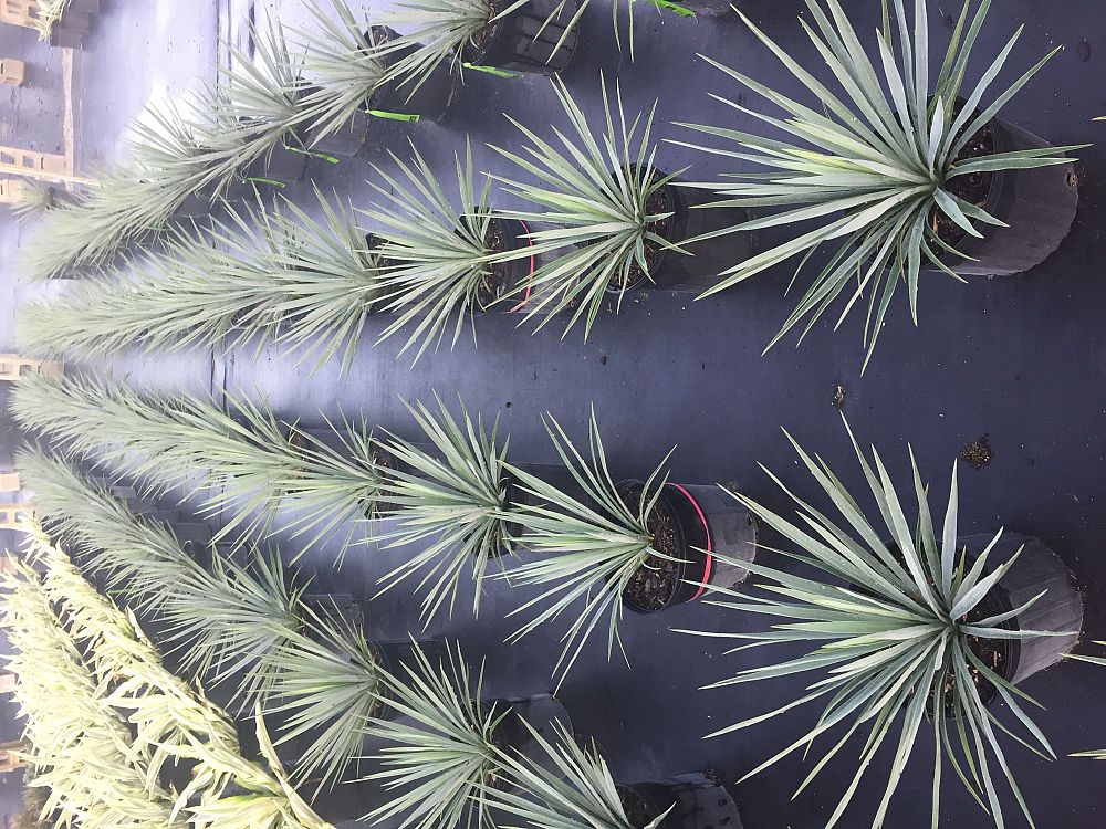 yucca-filamentosa-blue-sentry-adam-s-needle