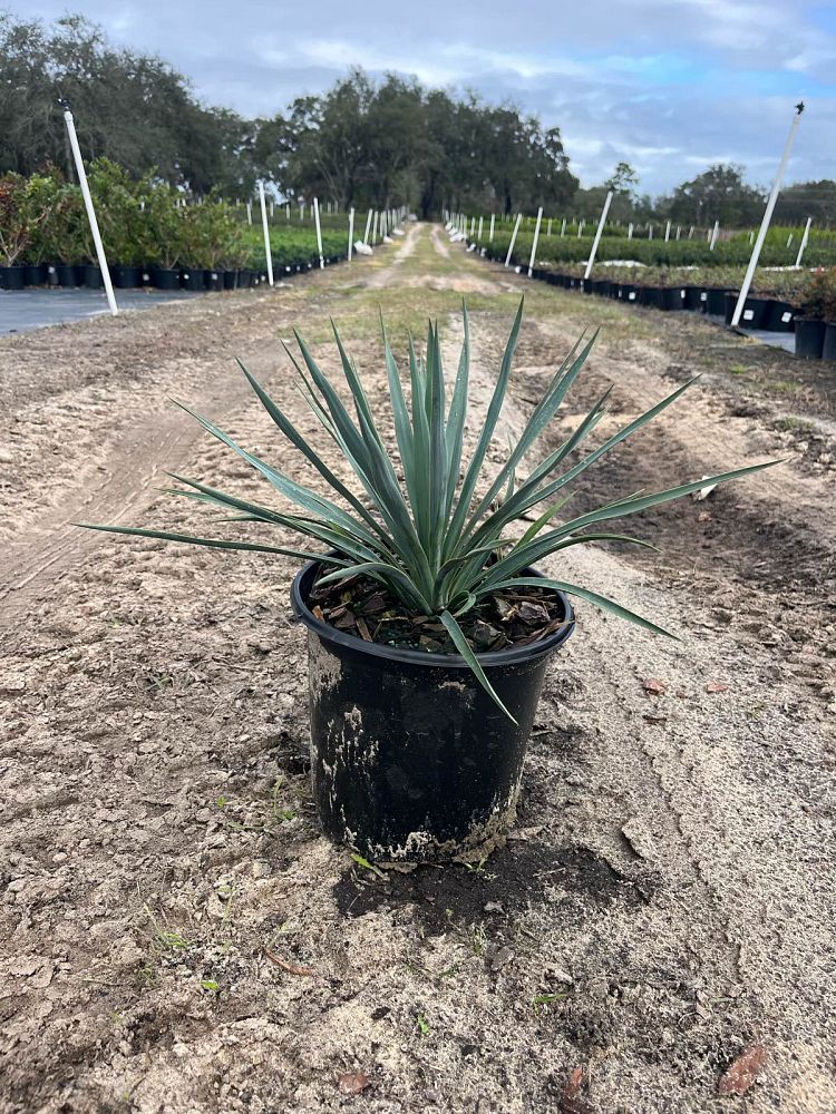 yucca-filamentosa-blue-sentry-adam-s-needle