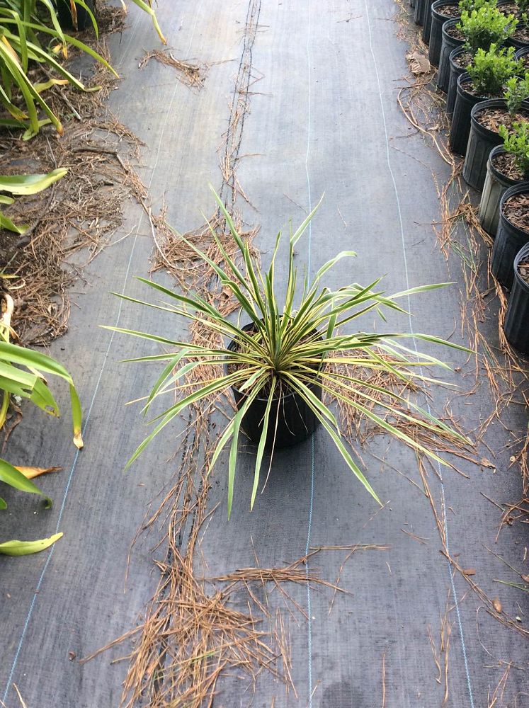 yucca-filamentosa-bright-edge-adam-s-needle