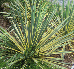 yucca-filamentosa-bright-edge-adam-s-needle
