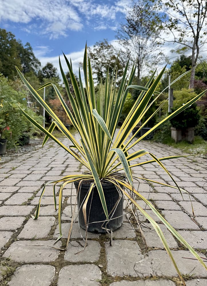 yucca-filamentosa-bright-edge-adam-s-needle