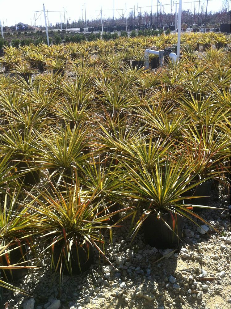 Alta Vista Nursery Fort Worth