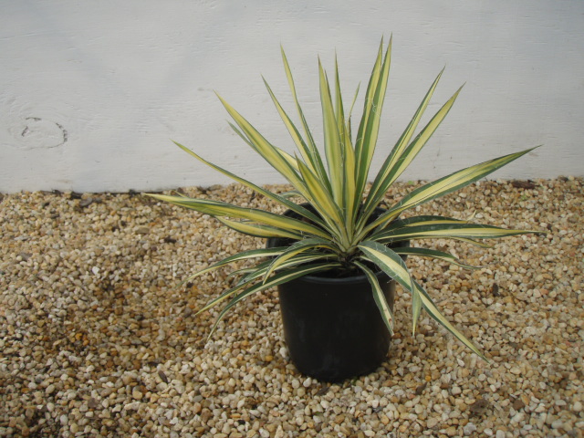 yucca-filamentosa-color-guard-adam-s-needle