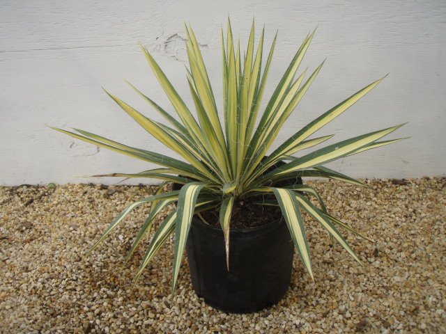 yucca-filamentosa-color-guard-adam-s-needle