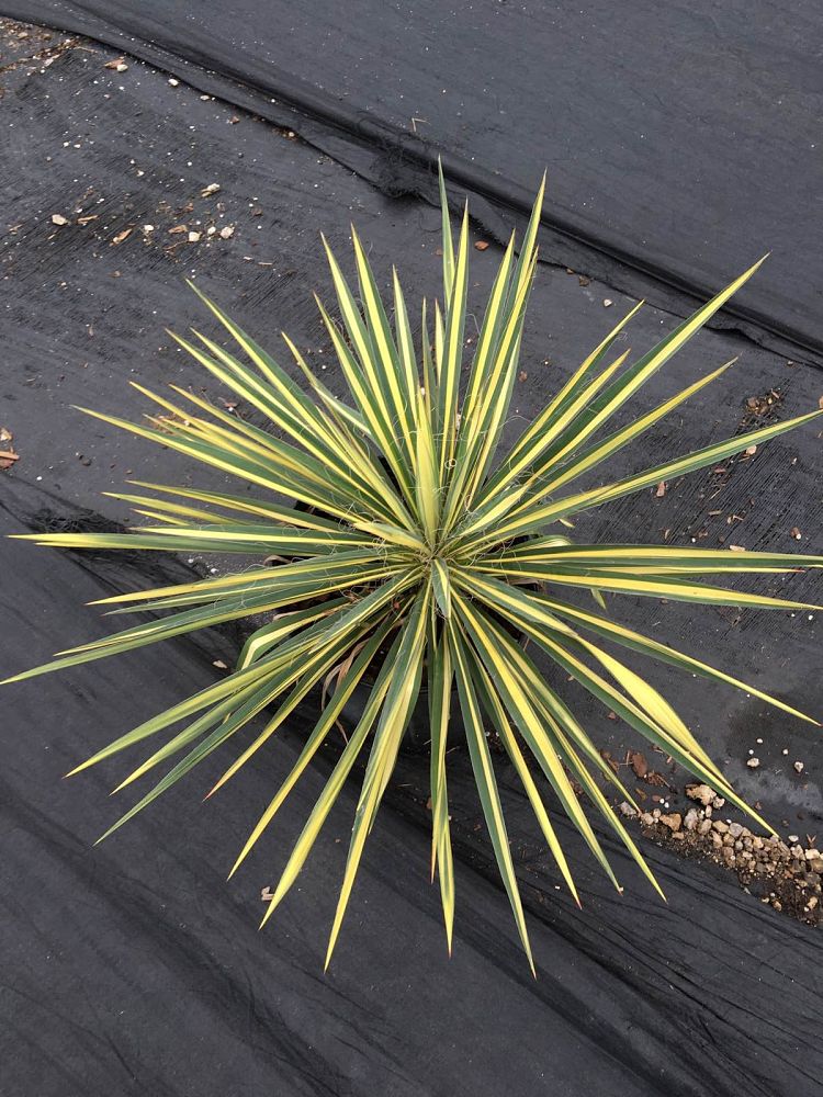 yucca-filamentosa-color-guard-adam-s-needle
