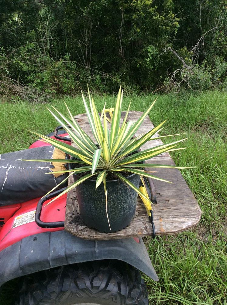 yucca-filamentosa-color-guard-adam-s-needle
