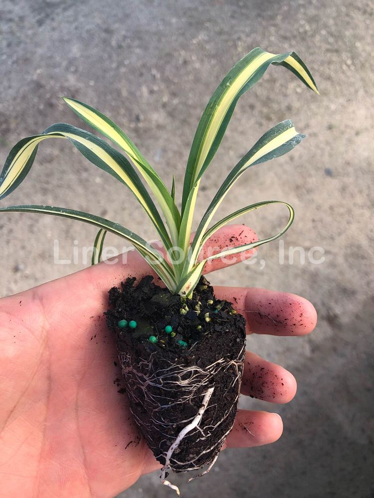 yucca-filamentosa-color-guard-adam-s-needle