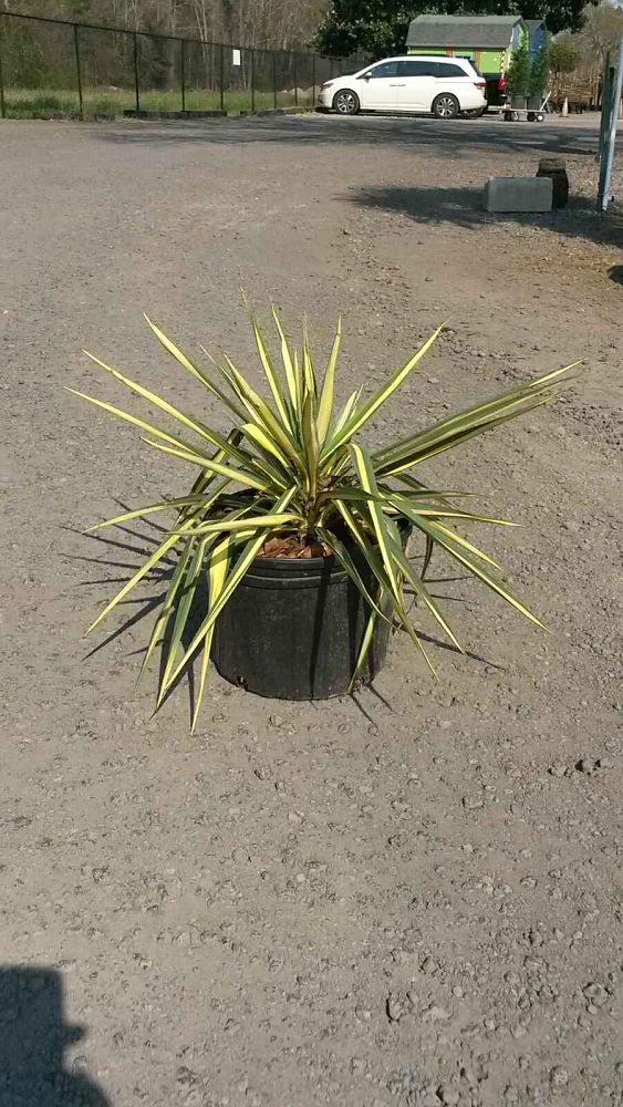 yucca-filamentosa-color-guard-adam-s-needle