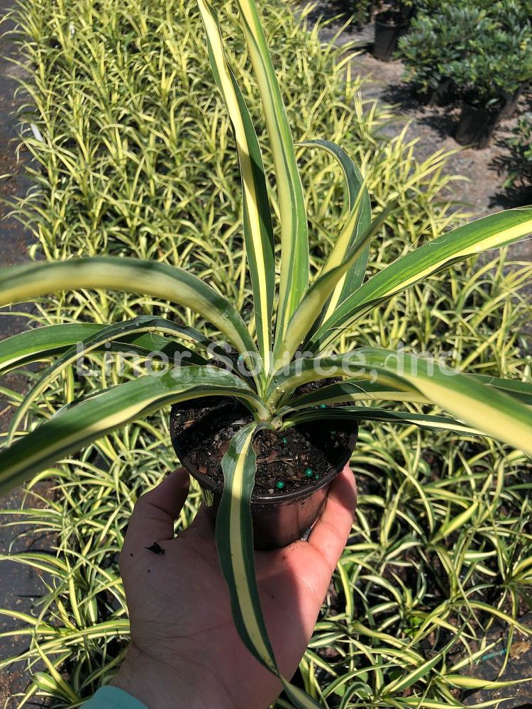 yucca-filamentosa-color-guard-adam-s-needle