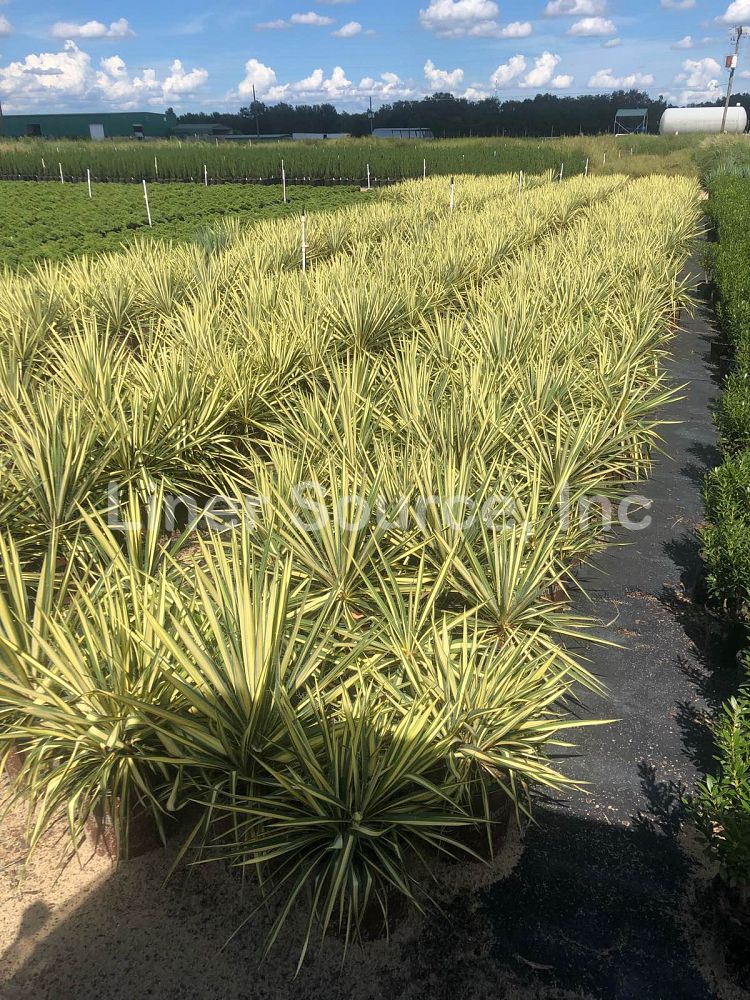 yucca-filamentosa-color-guard-adam-s-needle