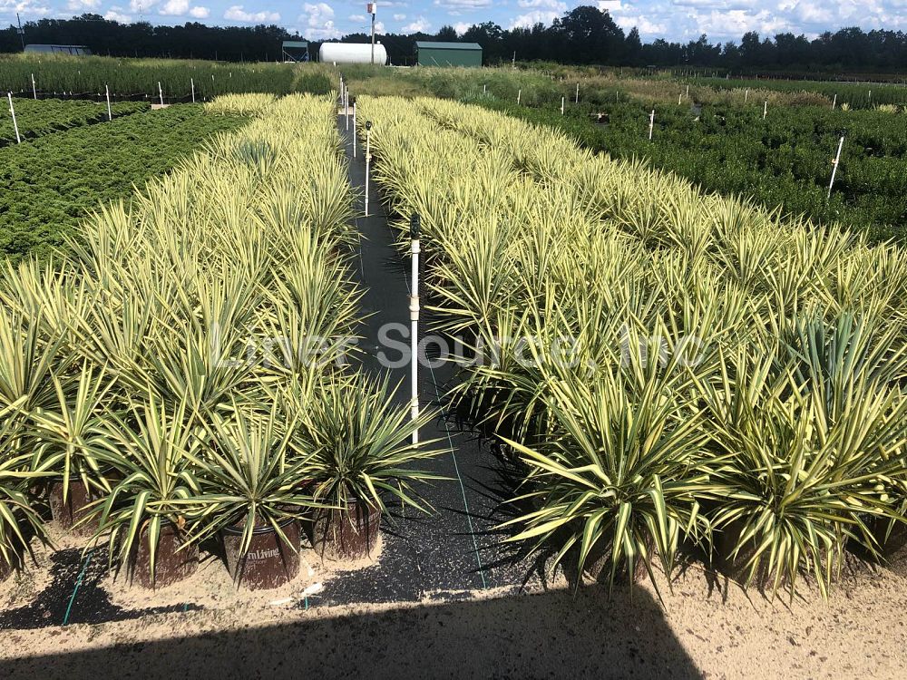 yucca-filamentosa-color-guard-adam-s-needle