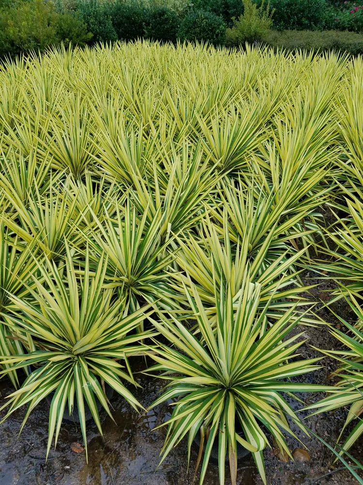 yucca-filamentosa-color-guard-adam-s-needle