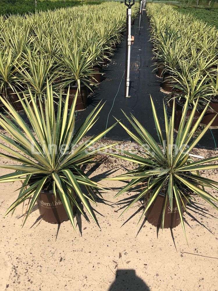 yucca-filamentosa-color-guard-adam-s-needle