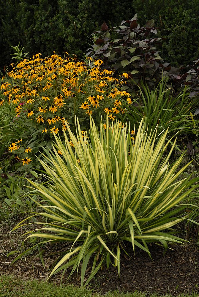 yucca-filamentosa-color-guard-adam-s-needle