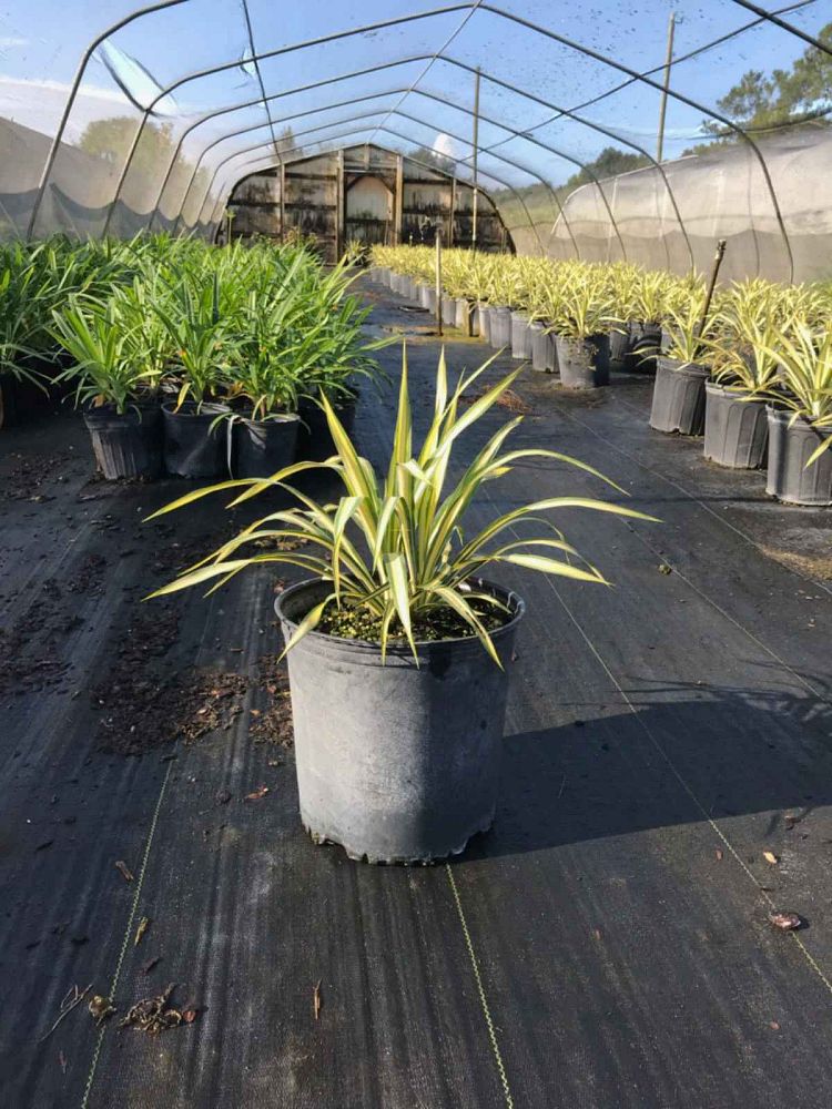 yucca-filamentosa-color-guard-adam-s-needle