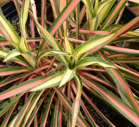 yucca-filamentosa-color-guard-adam-s-needle