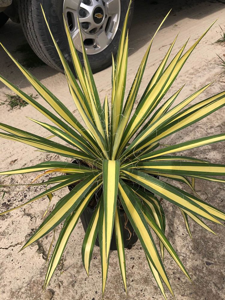 yucca-filamentosa-color-guard-adam-s-needle