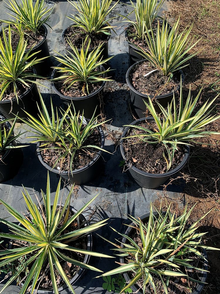 yucca-filamentosa-color-guard-adam-s-needle