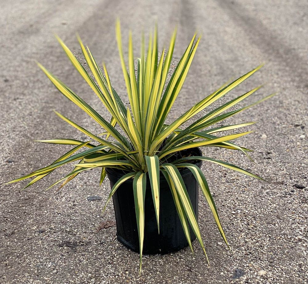 yucca-filamentosa-color-guard-adam-s-needle