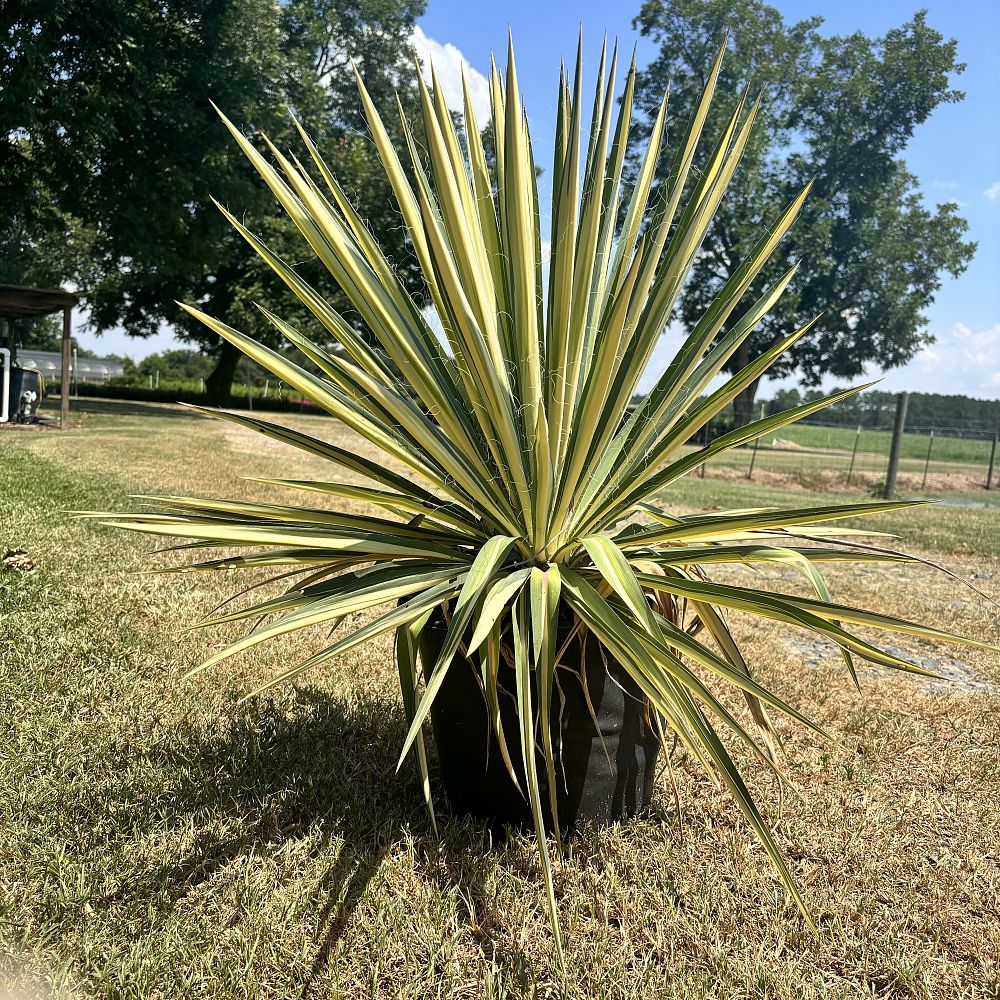 yucca-filamentosa-color-guard-adam-s-needle
