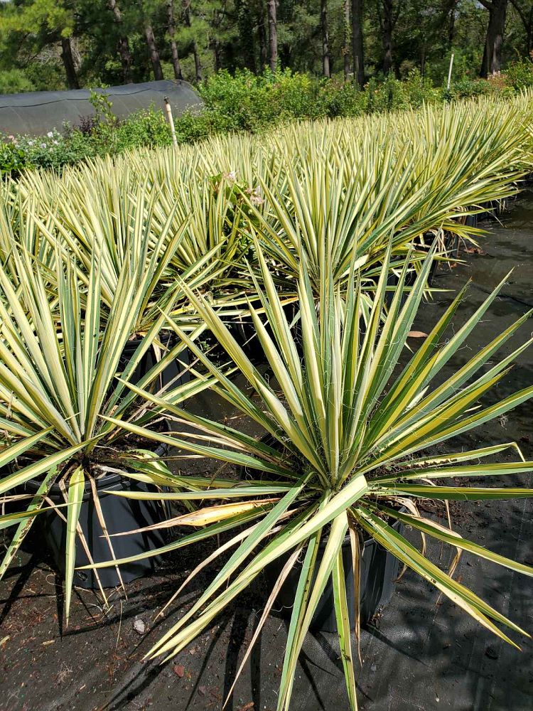 yucca-filamentosa-color-guard-adam-s-needle