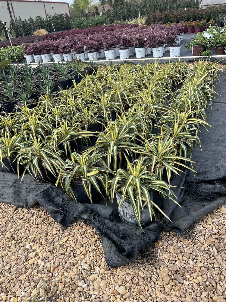 yucca-filamentosa-color-guard-adam-s-needle