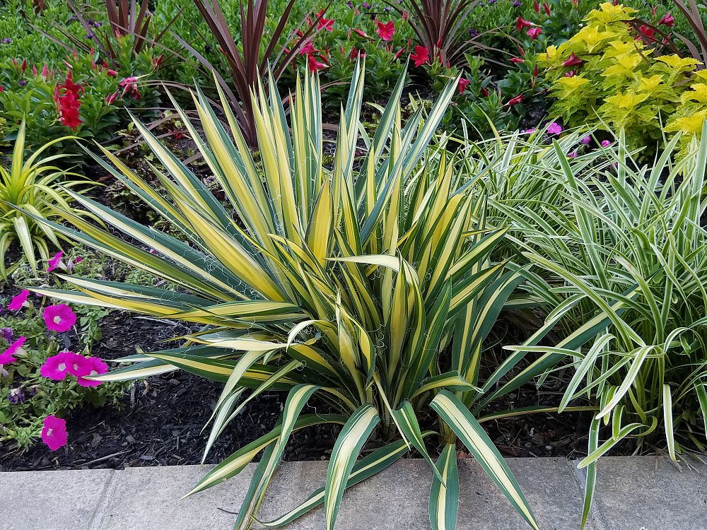 yucca-filamentosa-color-guard-adam-s-needle