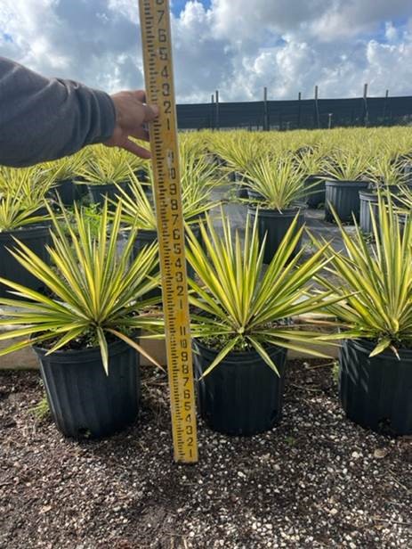 yucca-filamentosa-color-guard-adam-s-needle