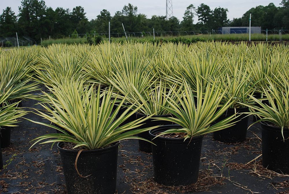 yucca-filamentosa-color-guard-adam-s-needle