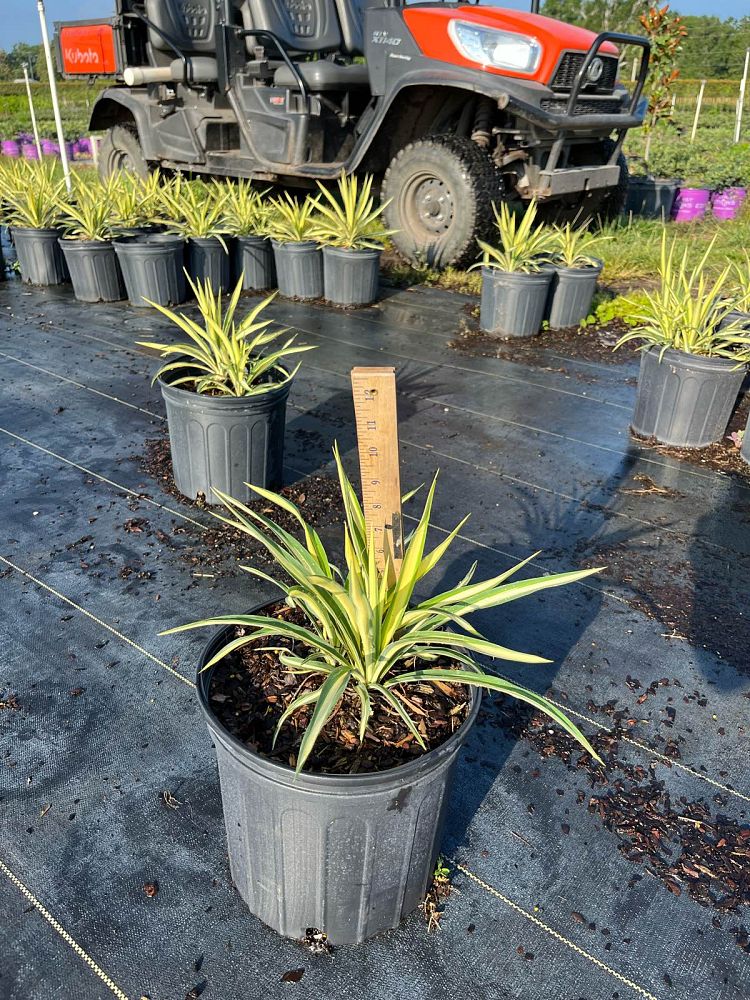 yucca-filamentosa-color-guard-adam-s-needle