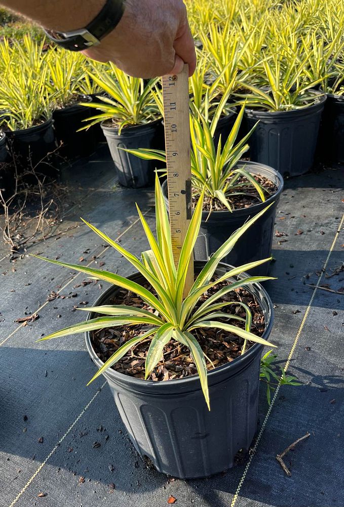 yucca-filamentosa-color-guard-adam-s-needle