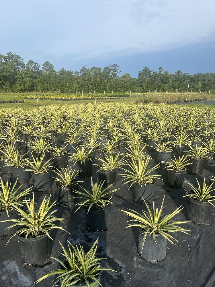 yucca-filamentosa-color-guard-adam-s-needle