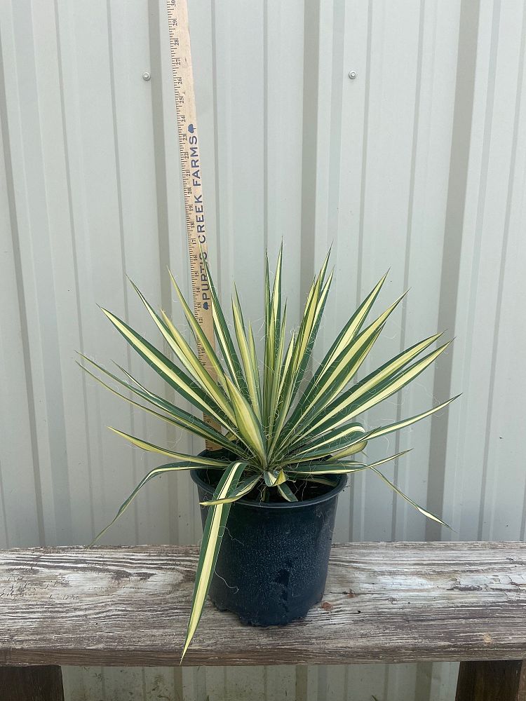 yucca-filamentosa-color-guard-adam-s-needle