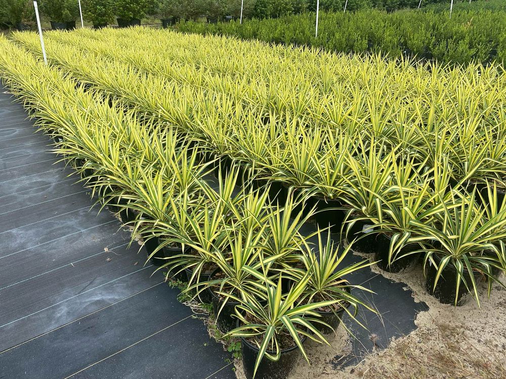 yucca-filamentosa-color-guard-adam-s-needle