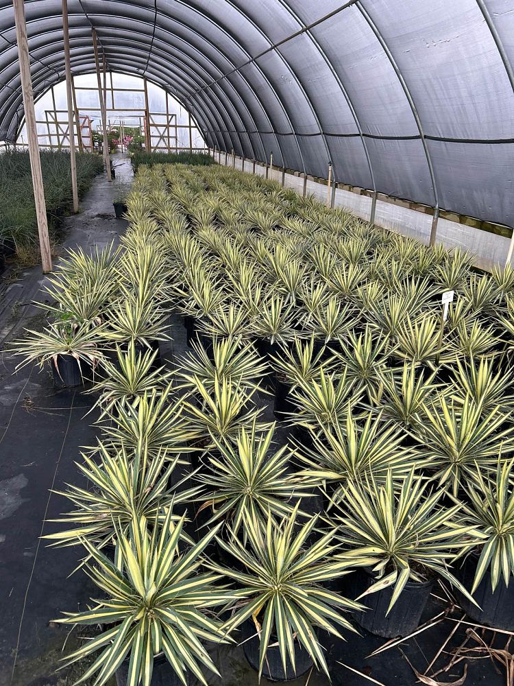 yucca-filamentosa-color-guard-adam-s-needle